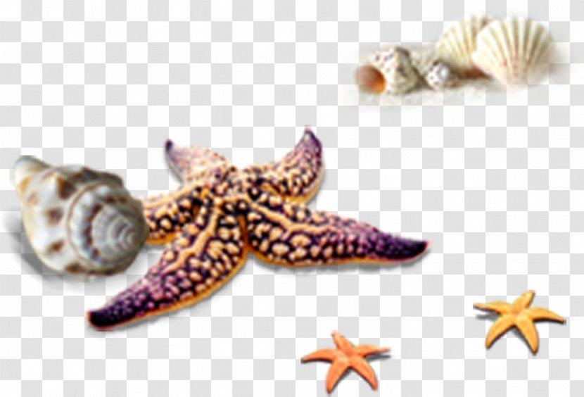Seashell Euclidean Vector Computer File - Starfish Conch Tropical Beach Elements Transparent PNG