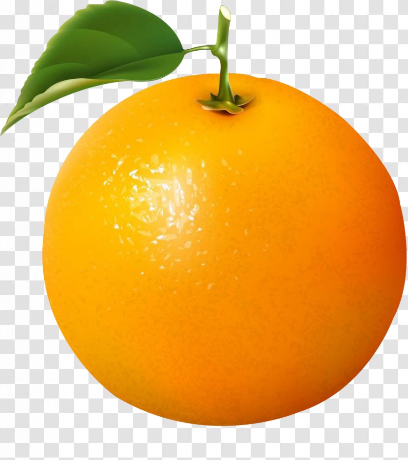 Fresh Oranges Clip Art Vector Graphics Illustration - Seedless Fruit - Orange Transparent PNG