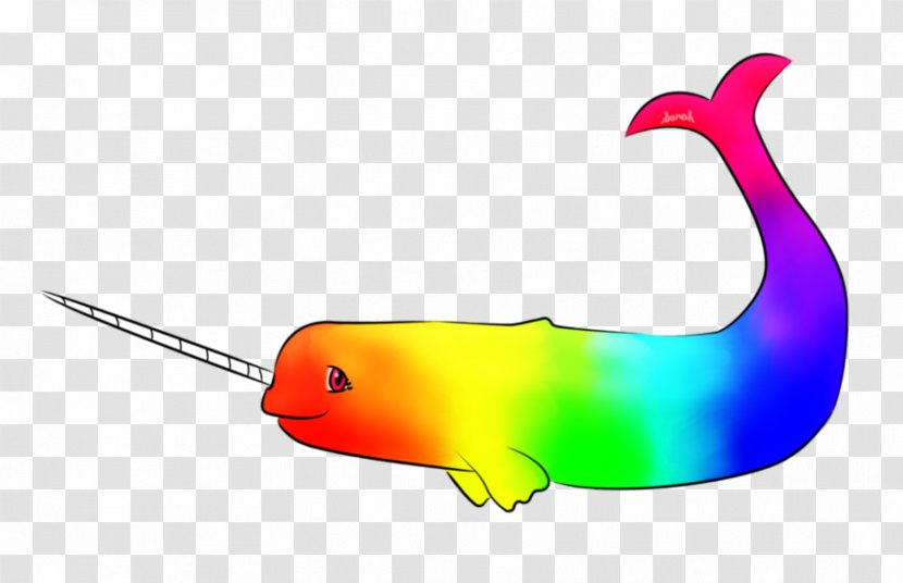 Narwhal Drawing Tusk Marine Mammal Rainbow - Fish Transparent PNG