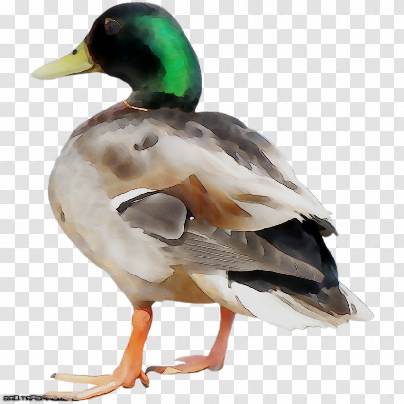 Mallard Duck Beak Fauna Feather - Ducks Geese And Swans Transparent PNG