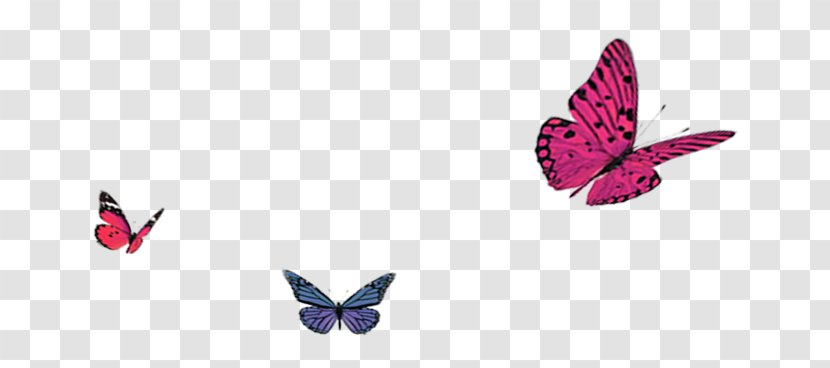 Butterfly Autumn - Moths And Butterflies Transparent PNG