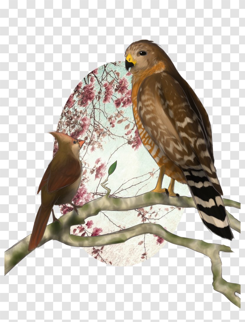 Hawk Flower Finches Buzzard Falcon - Poster Transparent PNG