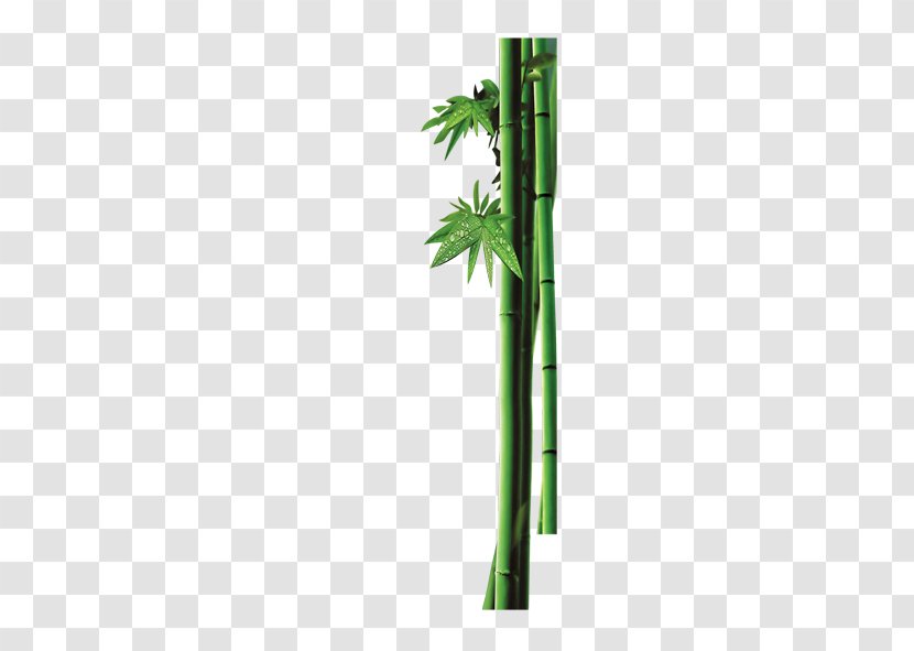 Bambusa Oldhamii Bamboo Dew Transparent PNG