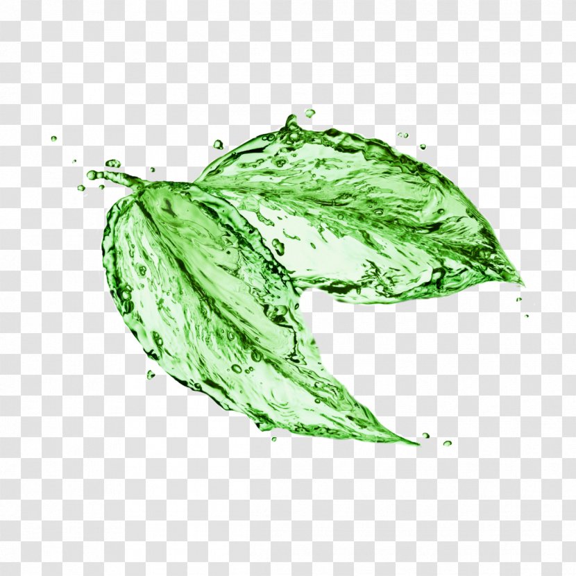 Stock Photography Image Royalty-free Leaf Shutterstock Transparent PNG