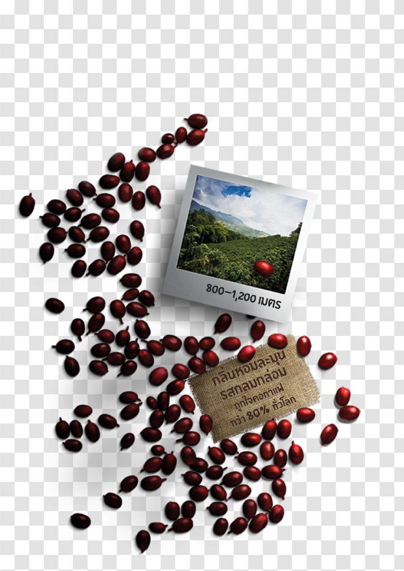 Superfood - Coffee Arabic Transparent PNG