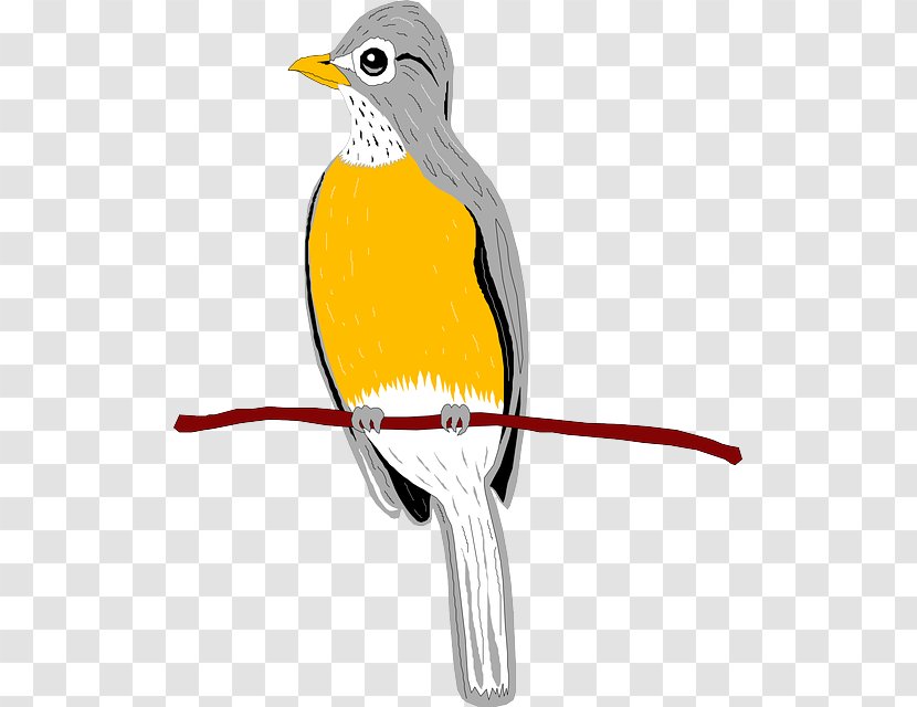 Beak Bird European Robin Wing Clip Art Transparent PNG
