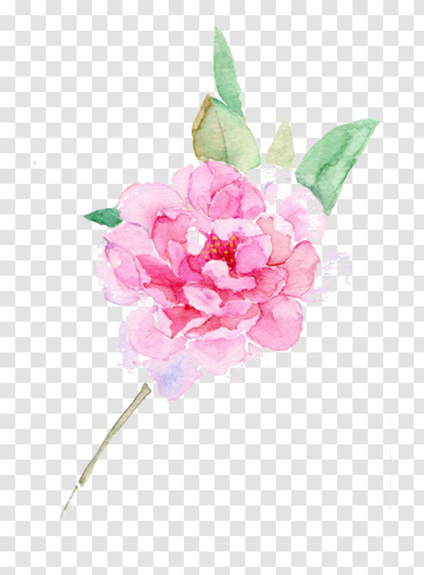 Flower Centifolia Roses Designer - Peony Ink Picture Material Transparent PNG