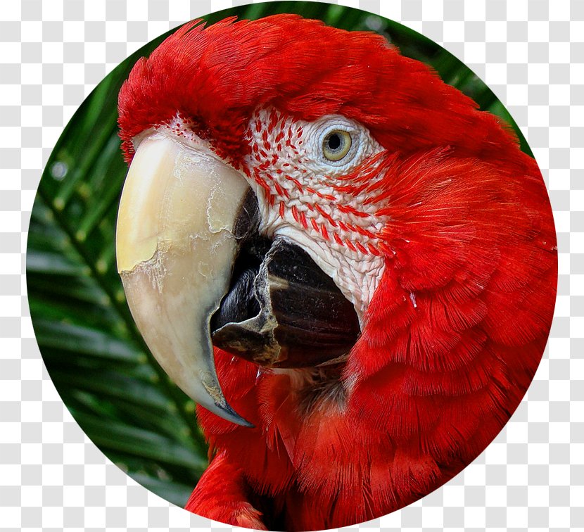 Macaw Loriini Beak Close-up - Arara Transparent PNG