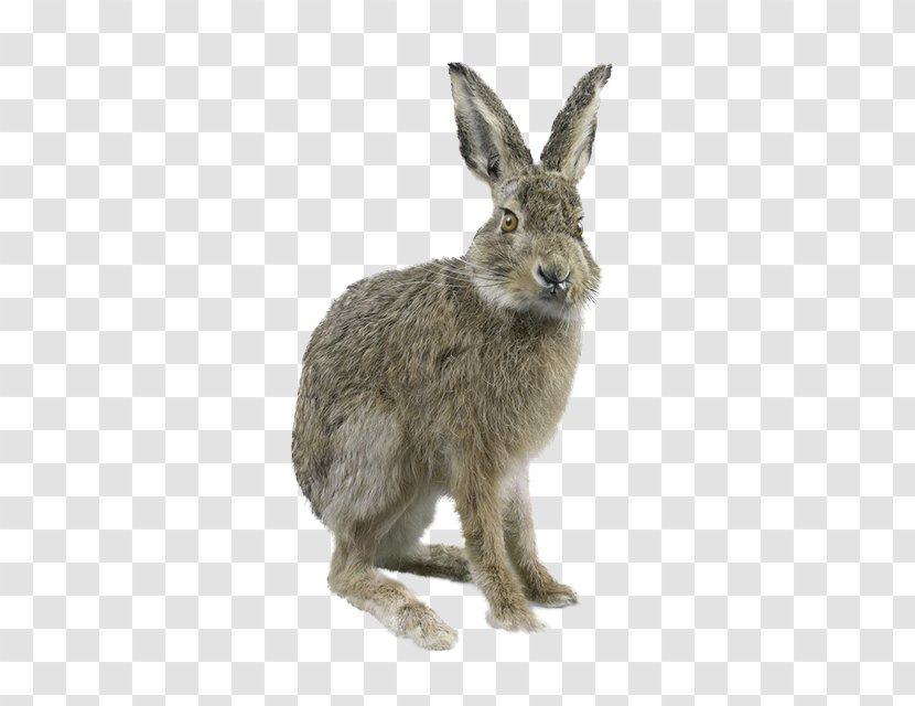 Domestic Rabbit European Grey - Mammal - Gray Transparent PNG