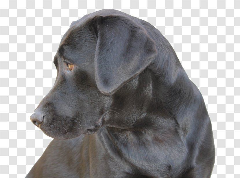 Labrador Retriever Puppy Dog Breed Companion Centro Cinofilo 