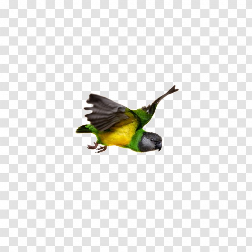 Senegal Parrot Bird Flight Beak - Caique Transparent PNG