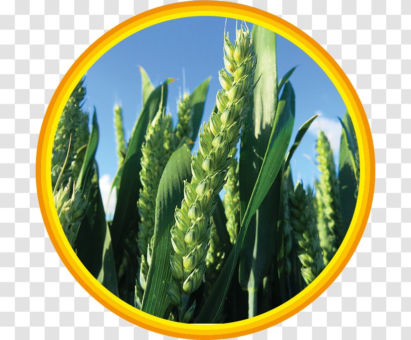 Grasses Commodity Family Transparent PNG