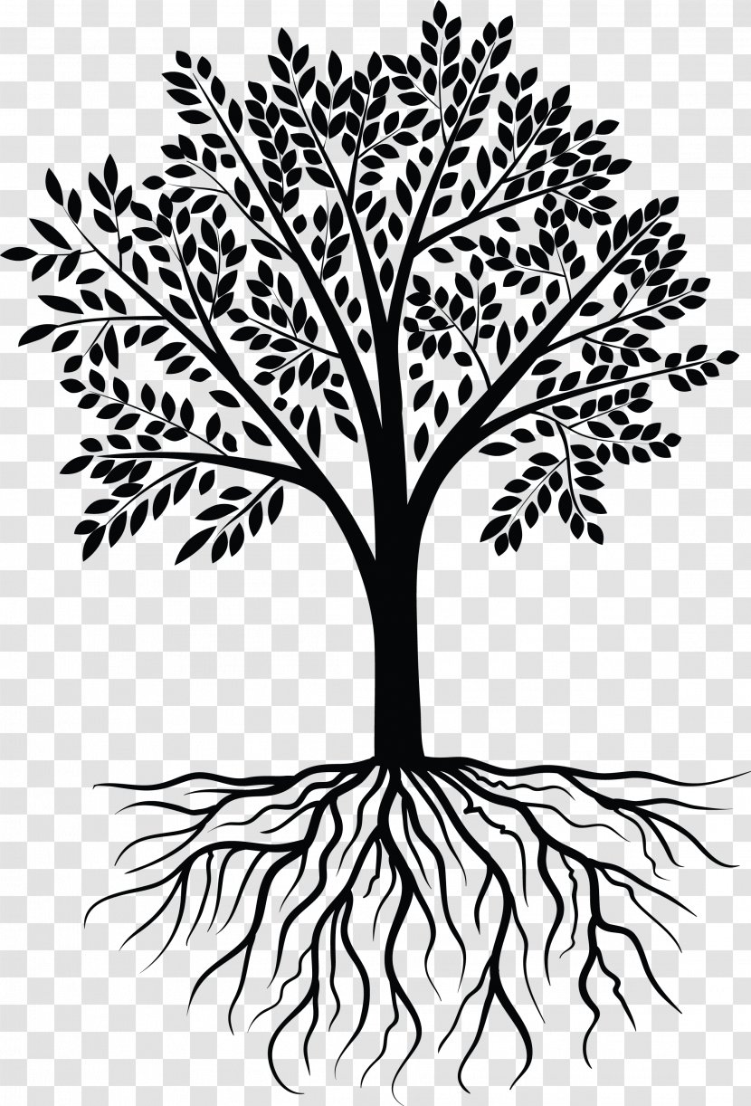 Tree Photography Clip Art - Root - Vector Transparent PNG