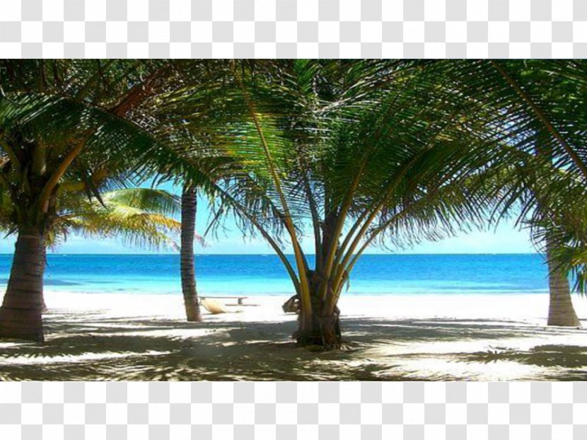 Caribbean Coconut Desktop Wallpaper Tropics Date Palm - Tree Transparent PNG