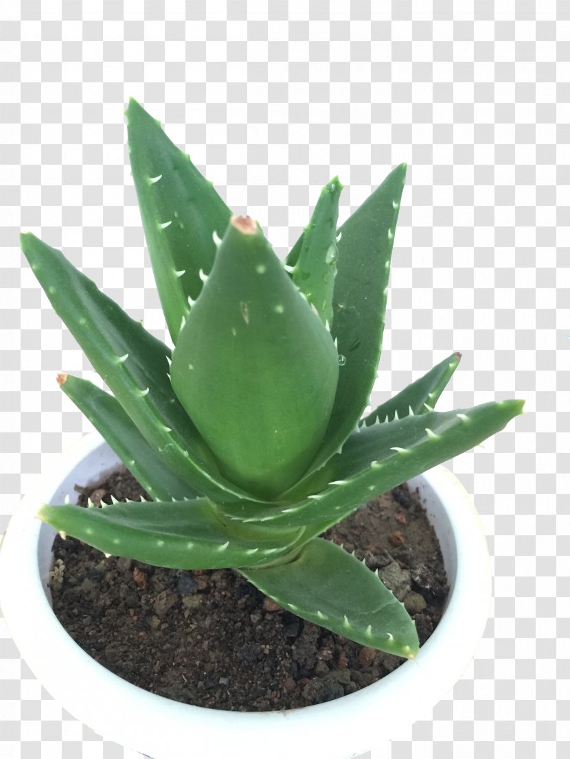 Aloe Vera Houseplant Viridiplantae - Flowerpot - Green Planted Transparent PNG