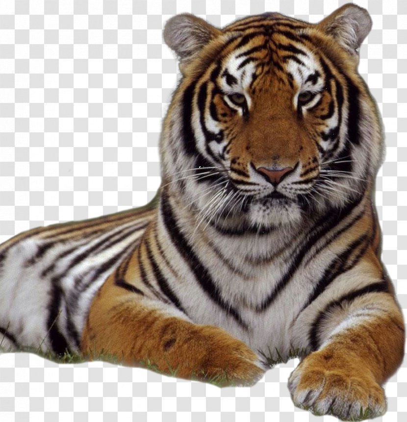 Tiger Wallpapers Bengal Desktop Wallpaper White High-definition Television - Snout - Big Cats Transparent PNG