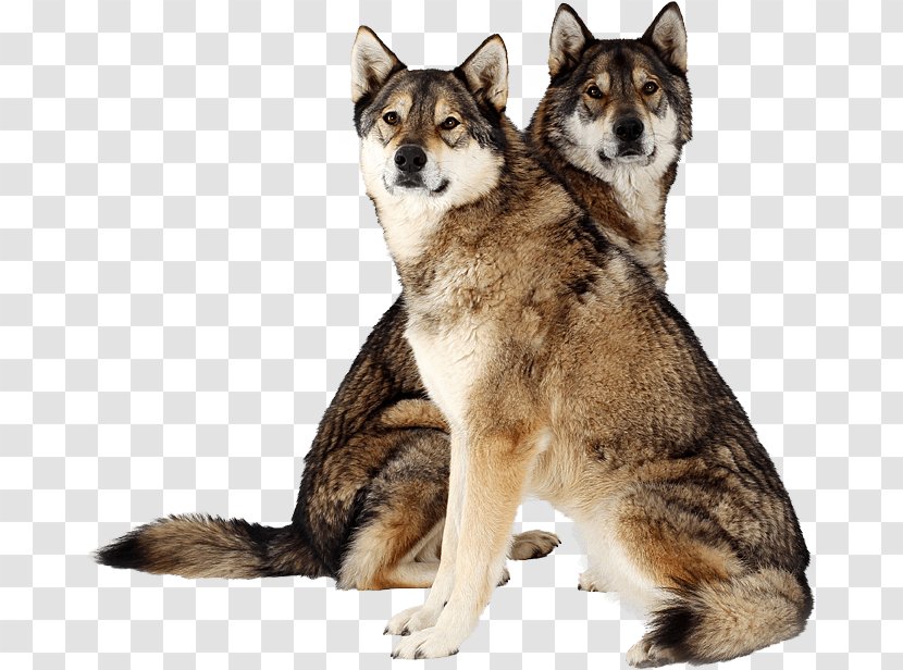 Saarloos Wolfdog Tamaskan Dog Siberian Husky East Laika Northern Inuit - Hunde Transparent PNG
