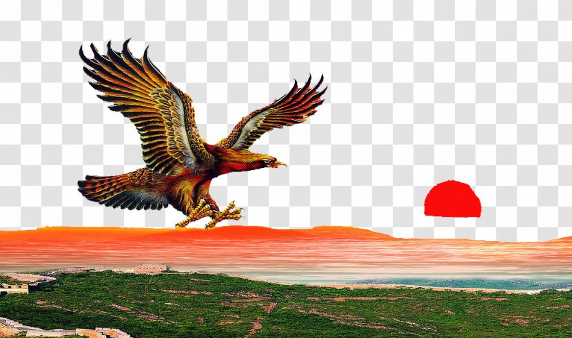 Download Gratis Eagle - Fauna - Dapeng Started The Golden Wings Transparent PNG