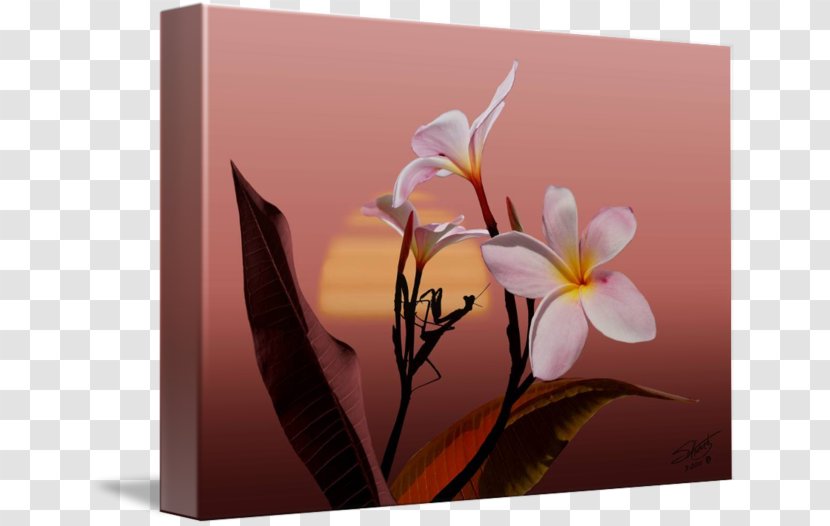 Flower Still Life Photography Petal - Plumeria Transparent PNG