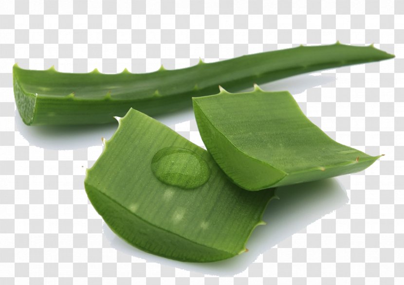 Lotion Itch Skin Physical Exercise Health - Leaf - Cut Aloe Leaves Transparent PNG