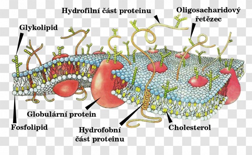 Cell Membrane Biological Biology Fluid Mosaic Model - Organism Transparent PNG