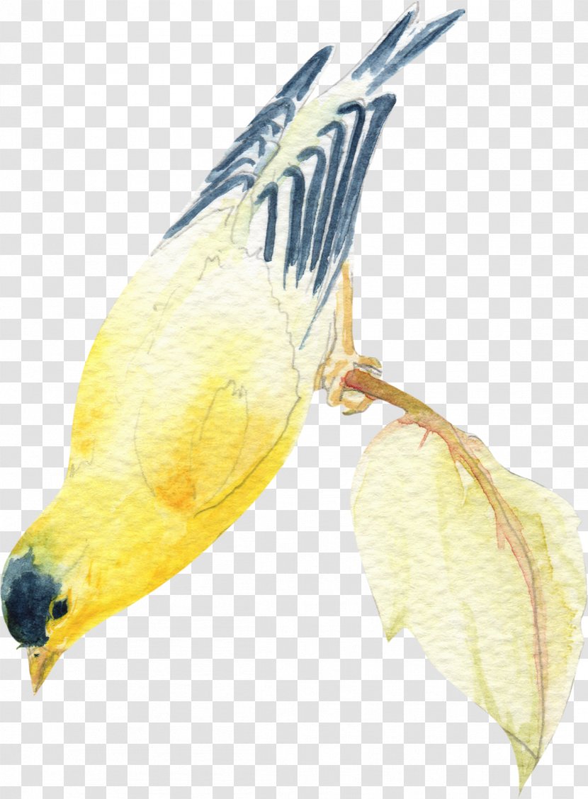Watercolor Painting Ink Wash Bird Feather - Fauna Transparent PNG