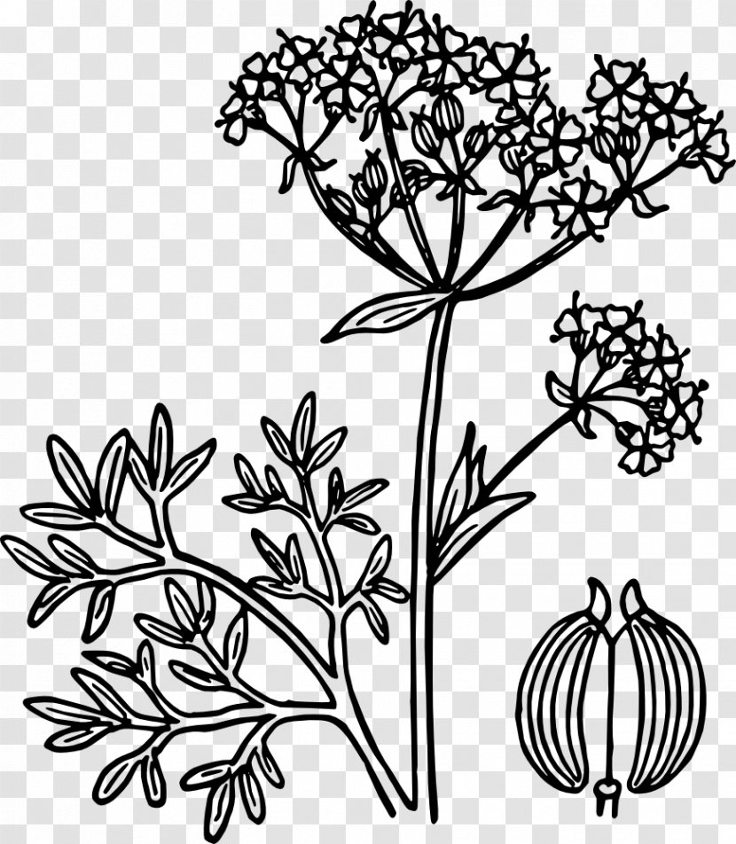 Anise Clip Art - Monochrome - Aniseed Transparent PNG