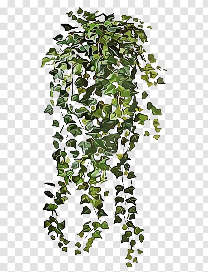 Ivy - Tree - Canoe Birch Family Transparent PNG