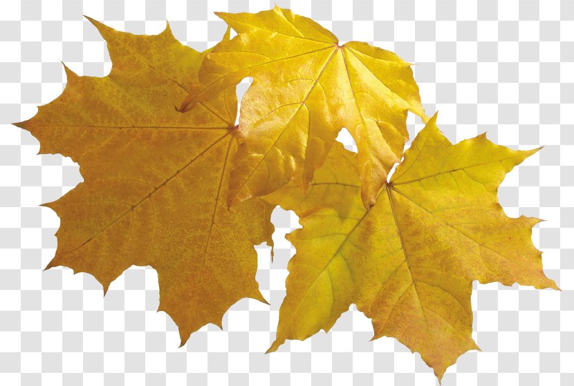 Maple Leaf Autumn Leaves Clip Art - Photography Transparent PNG