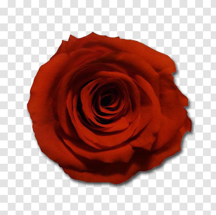 Garden Roses Fiori Di Loto Cabbage Rose Floribunda Cut Flowers - Red - Bloodorange Transparent PNG