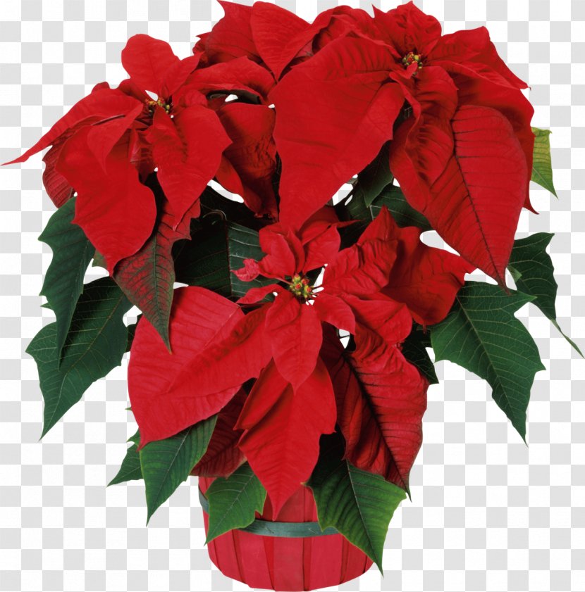 Poinsettia Seed Bonsai Flower Garden - Potted Plant Transparent PNG