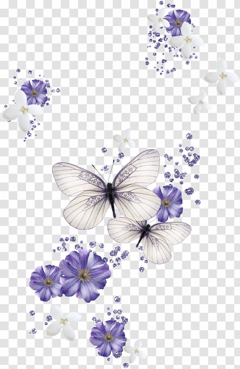 Butterfly Desktop Wallpaper Color Clip Art - Invertebrate - Magnolia Background Transparent PNG
