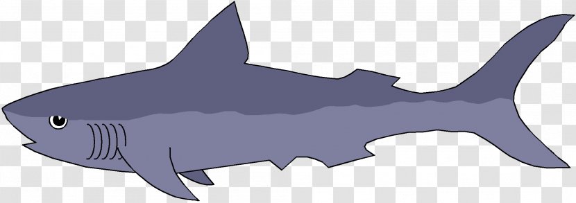Tiger Shark Endoskeleton Squaliform Sharks Fish Underwater Diving - Cartilage - Tooth Transparent PNG