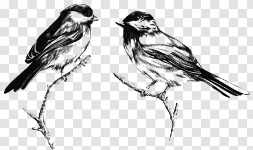 Rocksteady House Sparrow YouTube Phonograph Record Sketch - Fauna - Emberizidae Transparent PNG