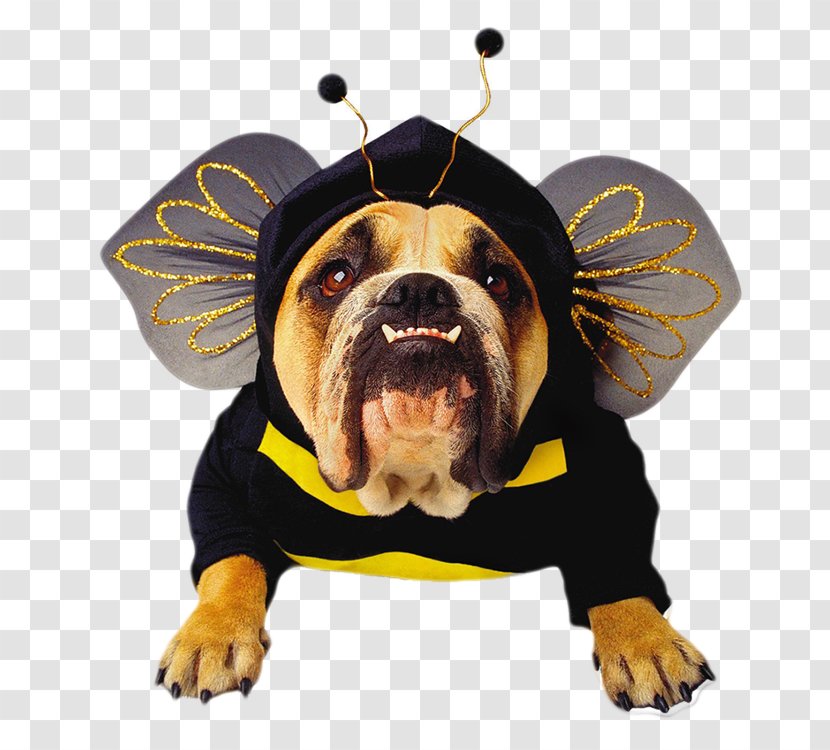Bulldog Pet Halloween Costume - Dog Clothes Transparent PNG