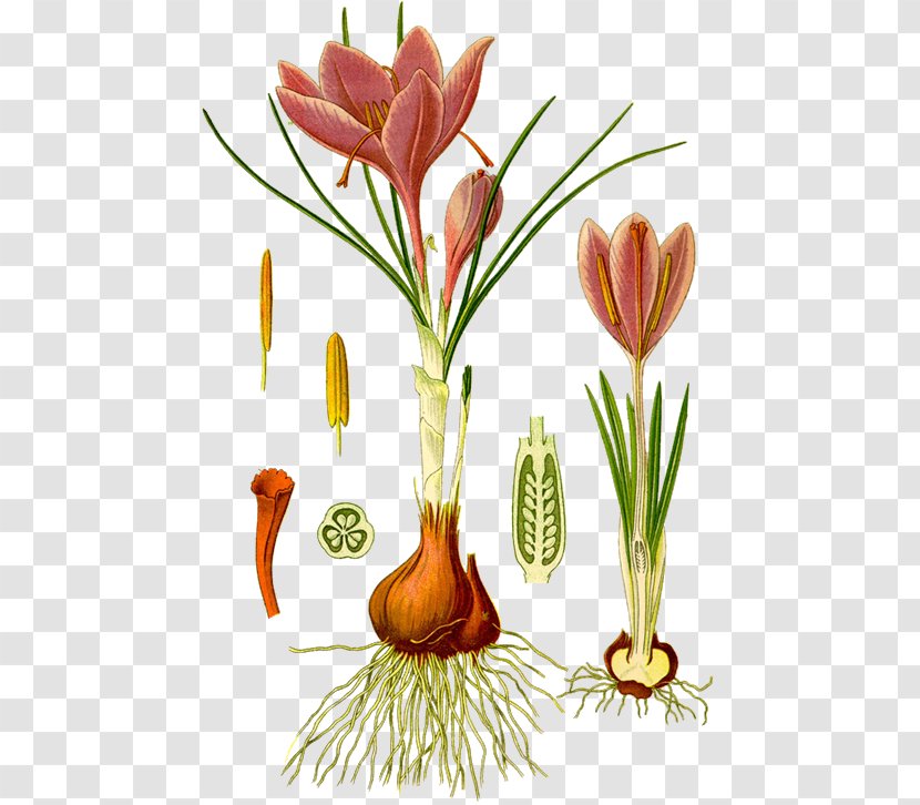 Autumn Crocus Köhler's Medicinal Plants Saffron Botany Iris Family - Flower Transparent PNG