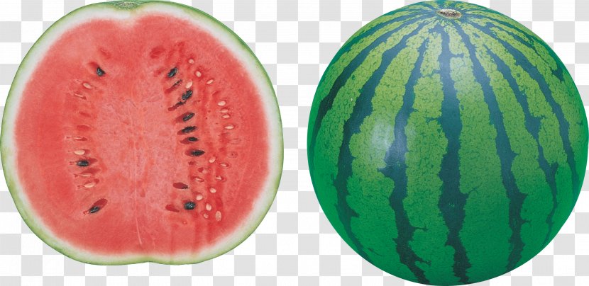 Watermelon Seed Oil - Cucumber Gourd And Melon Family - Image Transparent PNG
