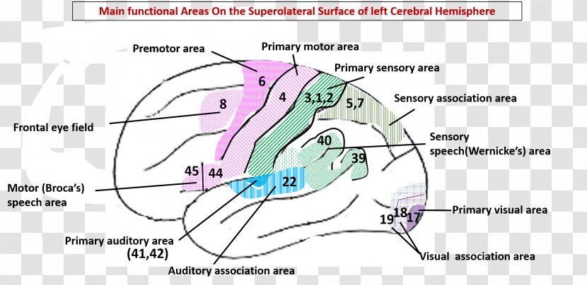 Cerebral Hemisphere Brain Cortex Grey Matter Cerebrum - Cartoon Transparent PNG