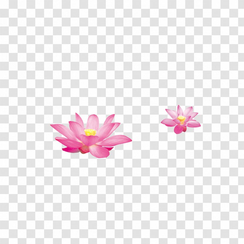 Nelumbo Nucifera Sina Corp - Blog - Hand-painted Lotus Transparent PNG