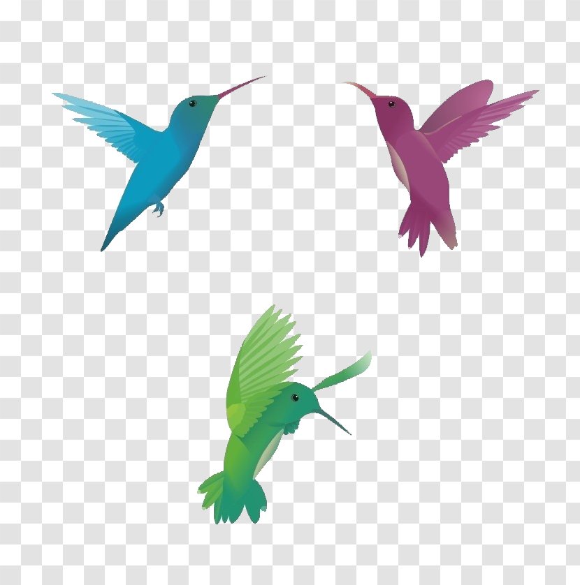 Hummingbird Euclidean Vector - Wing - Sparrow Transparent PNG