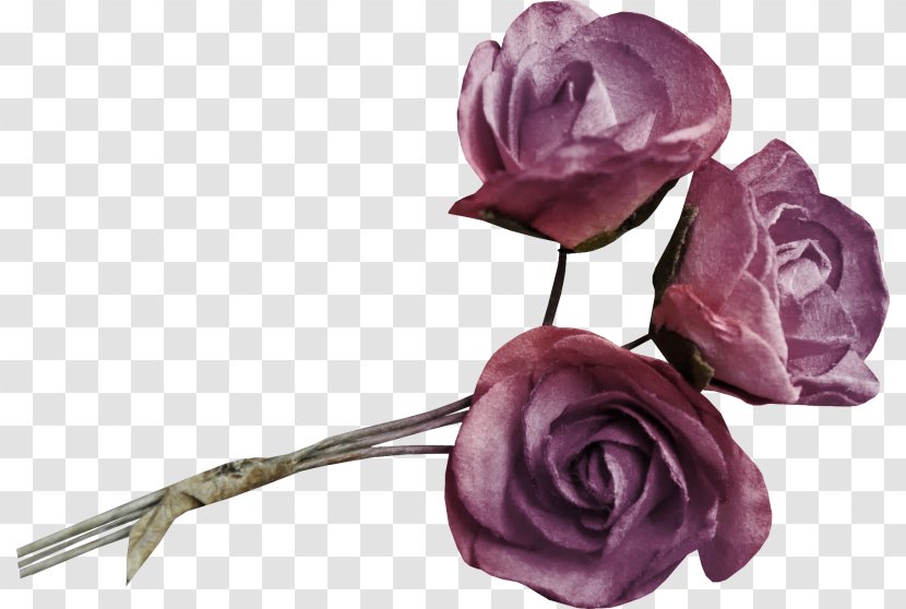 Garden Roses Beach Rose Cabbage Image Flower - Purple Transparent PNG