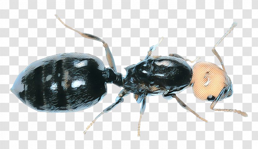 Pop Art Retro Vintage - Argentine Ant - Ground Beetle Transparent PNG