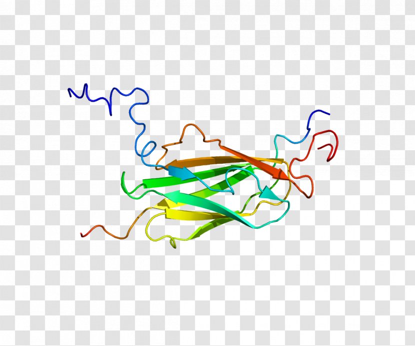 Protein Filamin Actin Homeobox N-terminus - Tree - U Transparent PNG