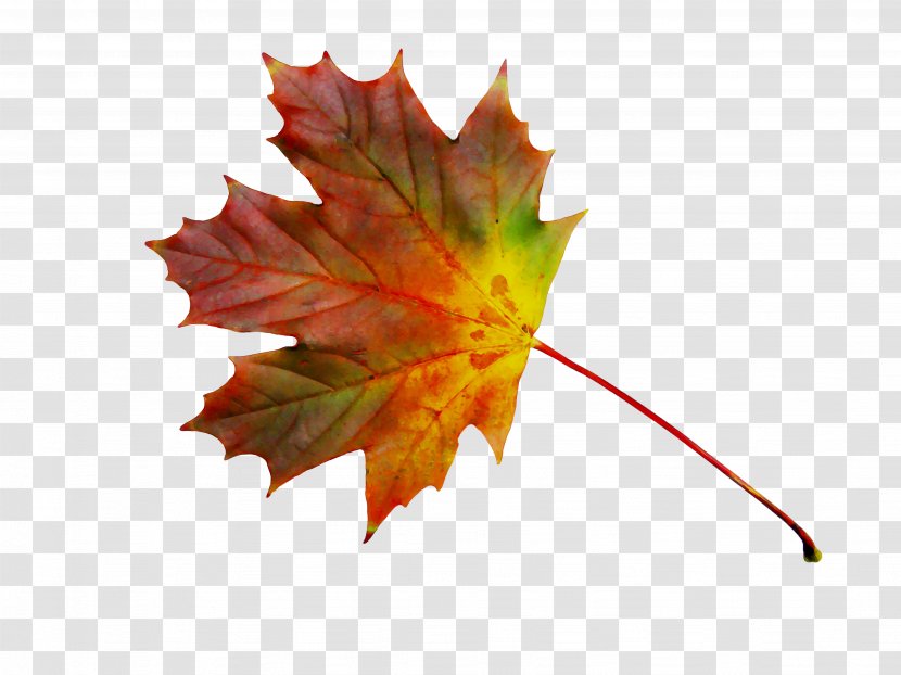 Maple Leaf - Orange - Autumn Transparent PNG