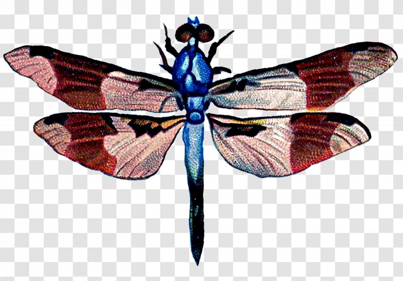 Art Dragonfly Clip - Dragon Fly Transparent PNG