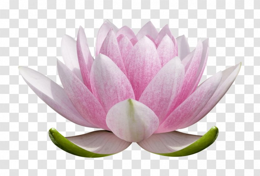 Pink Flower Cartoon - Om Mani Padme Hum - Proteales Water Lily Transparent PNG