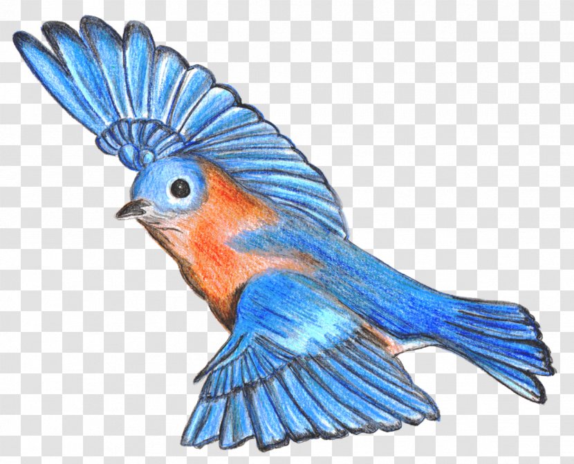 Mountain Bluebird Drawing Of Happiness Lovebird - Vertebrate - Bird Transparent PNG