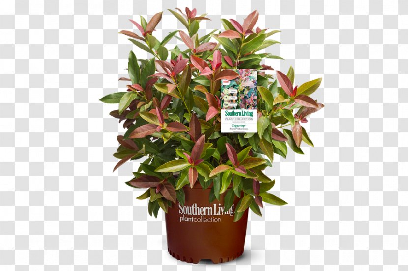 Viburnum Lentago Plant Shrub Cut Flowers Flowerpot - Herb Transparent PNG