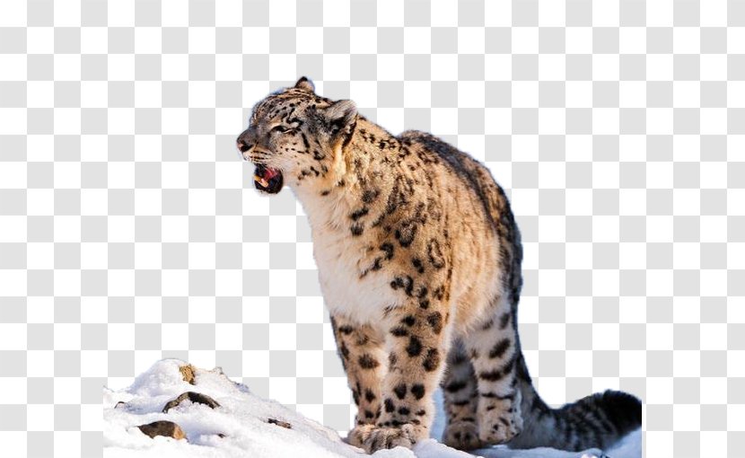Snow Leopard Desktop Wallpaper Clip Art - Organism Transparent PNG