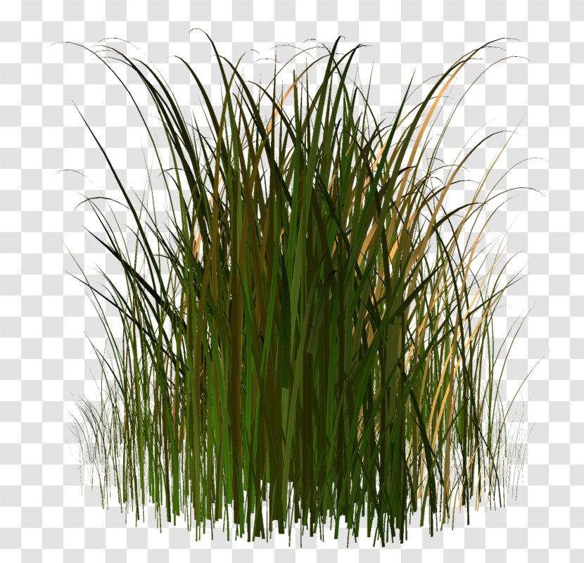 Herbaceous Plant Grass Clip Art - Wheatgrass - Chrysopogon Zizanioides Transparent PNG